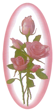 Camoe Roses PINK (11011990) Matthews
